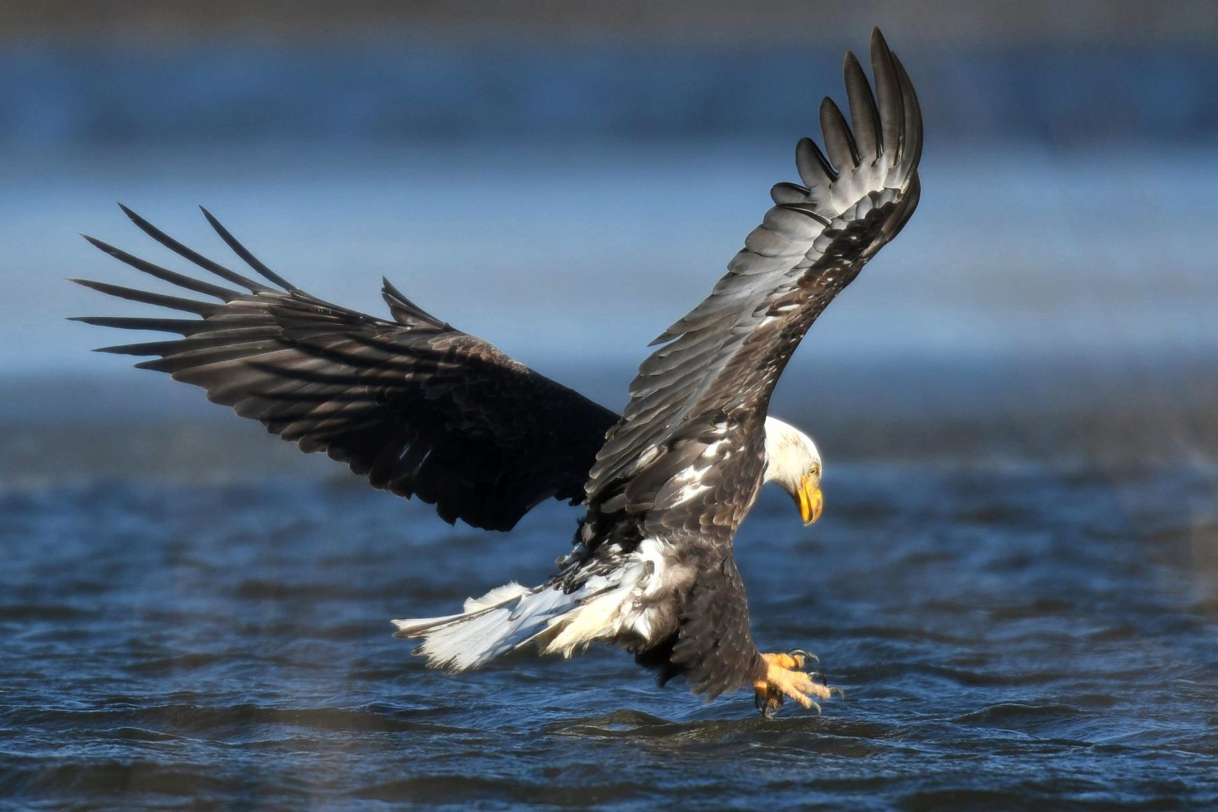 Swooping in for the kill